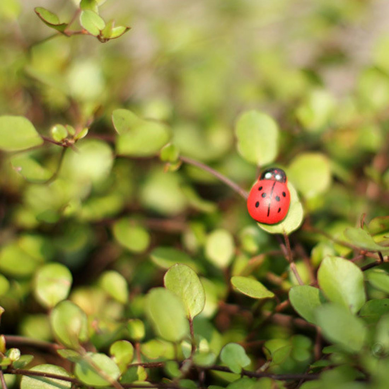 1 stuk zelfklevende mini-lieve - Art Craft Ladybug recensie en prijs